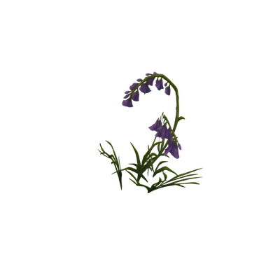 Arched Violet Bellflowers
