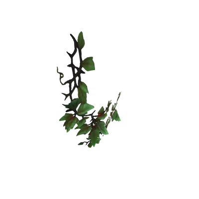 Creeping Corner Ivy