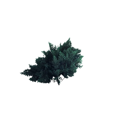 Duskwood Shadebrush — WoW Housing decor