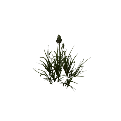 Founder's Point Blooming Grass Patch