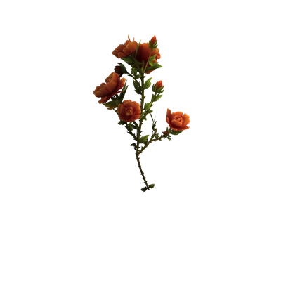 Gift of Gilneas
