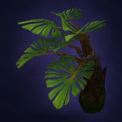 Growing Zuldazar Palm