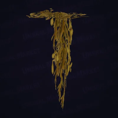 Hanging Yellowed Kelp