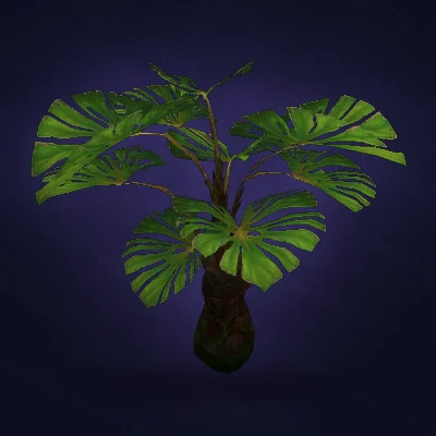 Mature Zuldazar Palm