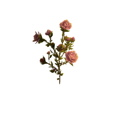Pink Gilnean Rose