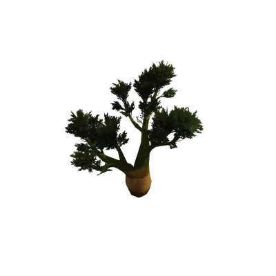 Razorwind Acacia Tree