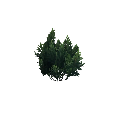 Small Boxwood Bush