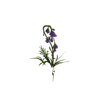 Wild Violet Bellflowers